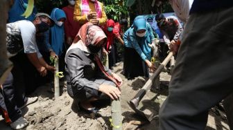 Cegah Stunting, Kecamatan Ini Tanam 10 Ribu Pohon Kelor