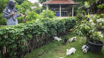 Pengunjung mengamati kelinci di Taman Kelinci Bambu Apus, Cipayung, Jakarta, Jumat (27/11/2020).  ANTARA FOTO/Aprillio Akbar