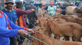 Pedagang menunggui sapi dagangannya, di Pasa Keppo, Pamekasan, Jawa Timur, Sabtu (28/11/2020). [ANTARA FOTO/Saiful Bahri]
