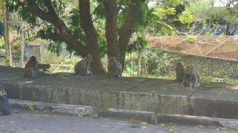 Satwa Liar Merapi Turun, TNGM: Diganggu Saja Tak Boleh, apalagi Ditangkap