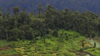 Areal perladangan ilegal dalam kawasan Taman Nasional Kerinci Seblat (TNKS) terlihat dari Desa Kebun Baru, Kerinci, Jambi, Minggu (29/11/2020). [ANTARA FOTO/Wahdi Septiawan]