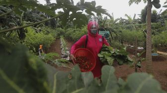 Warga mengambil hasil pertanian saat panen serentak di Susia Garden, Kalibata, Jakarta, Senin (30/11/2020). [Suara.com/Angga Budhiyanto]