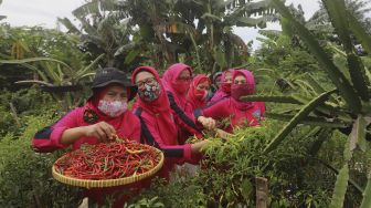 Panen Serentak di Jakarta