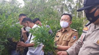 Ladang Ganja Berjarak 200 Meter dari Jalan Ditemukan, Polisi Buru Tuannya