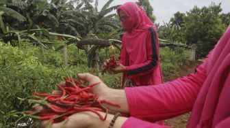 Warga mengambil hasil pertanian saat panen serentak di Susia Garden, Kalibata, Jakarta, Senin (30/11/2020). [Suara.com/Angga Budhiyanto]