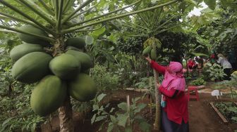 Warga mengambil hasil pertanian saat panen serentak di Susia Garden, Kalibata, Jakarta, Senin (30/11/2020). [Suara.com/Angga Budhiyanto]