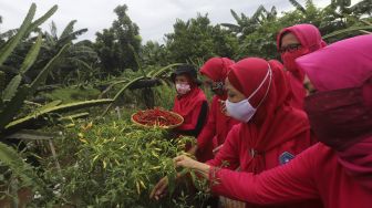 Sejumlah warga mengambil hasil pertanian saat panen serentak di Susia Garden, Kalibata, Jakarta, Senin (30/11/2020). [Suara.com/Angga Budhiyanto]