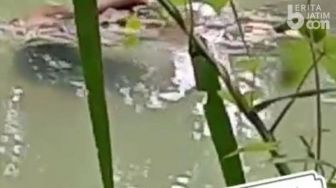 Geger Video Buaya Melahap Orang di Tepian Bengawan Solo, Begini Faktanya