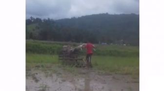 Salut! Viral Video Bocah 8 Tahun di Palopo Tunggangi Traktor Gantikan Ayah