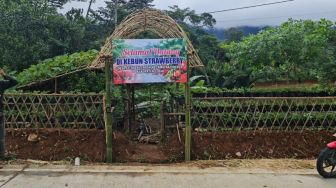 Hore! Lebak Punya Kebun Strawberry dan Agrowisata Durian