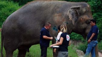 Kaavan, Gajah Paling Kesepian di Dunia Telah Dipindahkan ke Kamboja