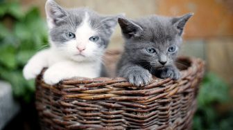 5 Makanan Anak Kucing yang Aman Dikonsumsi: Bisa Air Tajin hingga Keju