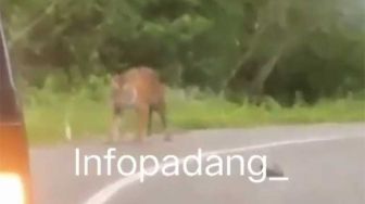 Viral! Penampakan Harimau Santai Melintas di Jalan Raya Solok