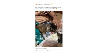 Ngenes! Anak Kucing Ini Beri Cium Perpisahan Induknya Mati Diracun