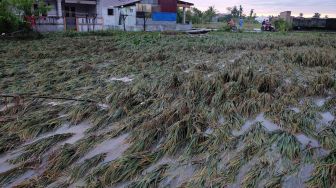 Tanaman Padi Rusak Akibat Banjir di Deli Serdang