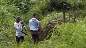 Warga dan petugas BKSDA memeriksa kondisi perangkap harimau sumatera (panthera tigris sumatrae) di Jorong Ingu, Nagari Simpang Tanjung Nan Ampek, Kecamatan Danau Kembar, Kabupaten Solok, Sumatera Barat, Sabtu (5/12/2020). [ANTARA FOTO/Iggoy el Fitra]