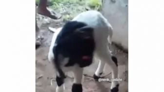 Viral Penampakan Kambing Berwajah Unik, Publik Bilang Mirip Kartun Ini