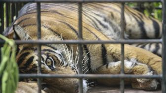 Tewaskan Satu Orang, Dua Harimau Lepas dari Sinka Zoo Akhirnya Tertangkap