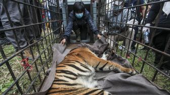 Masuk Pemukiman Warga, Dua Harimau Dikerangkeng BKSDA Sumbar