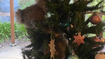 Kaget Saat Masuk Rumah, Wanita Ini Lihat Koala Nangkring di Pohon Natal