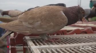 Curi Burung Merpati Senilai Rp50 Juta di Pringsewu, Pria Ini Kabur ke Jawa