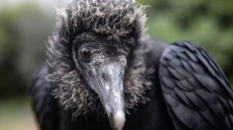 Fenomena Langka! Ratusan Burung Pemakan Bangkai Menyerbu Kota Ini