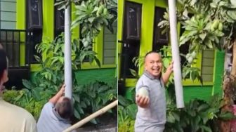 Gokil! Bapak-bapak Ini Bagikan Tips Petik Mangga Tanpa Takut Kepala Cedera