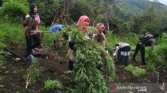 Habiskan Anggaran Negara Triliunan Rupiah, Seberapa Efektif Perang Melawan Narkotika di Indonesia?