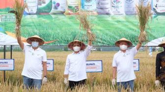 Agro Solution Pupuk Kaltim Tingkatkan Produktivitas Pertanian Banyuwangi