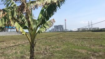 Malapetaka Abu Emas Hitam, Petani Banten Dikepung Polusi PLTU Suralaya