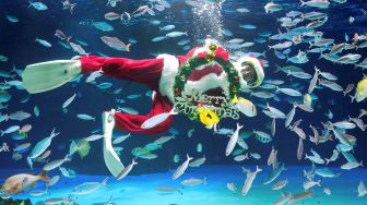 Seorang penyelam mengenakan kostum Sinterklas berenang bersama ikan berukuran besar di Sunshine Aquarium di Tokyo, Jepang, Jumat (11/12).  [Kazuhiro NOGI / AFP]
