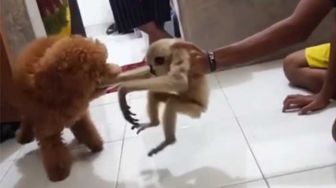 Kasus Adu Owa dengan Anjing Ditangani Propam, Ini Kata Kapolres Pelalawan