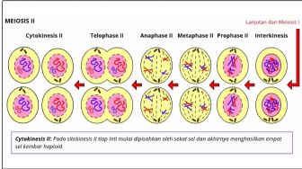 Tahapan Pembelahan Meiosis