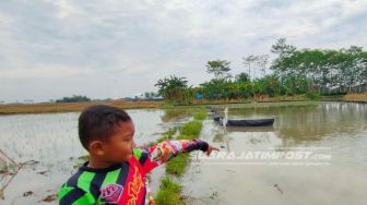 Tanaman Padi Hanyut Terbawa Arus Banjir, Petani Jember Rugi Puluhan Juta