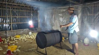 Balada Kisah Peternak Ayam di Tengah Gempuran Pandemi Covid-19