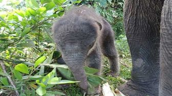 Gajah Lisa di TNTN Pelalawan Lahirkan Anak Jantan
