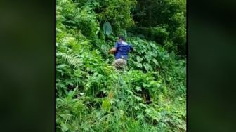 Petugas BNN Berburu Tanaman Lebih dari Ganja di Hutan, Apa Itu?