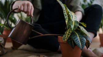 Manfaat Urban Farming Selama Pandemi, Bisa Jadi Solusi Ketahanan Pangan!