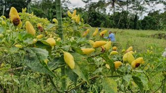 Harga Cabai Merangkak Naik Jelang Nataru, Petani Sleman Cuma Gigit Jari