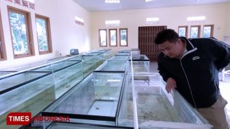 Gali Potensi Bernilai Ekonomis, UPTD BBI Budidaya Ikan Koi