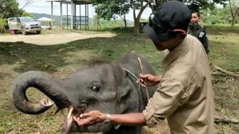 Gajah Togar Berangsur Membaik Usai Kakinya Nyaris Putus Terjerat Kawat