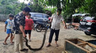 Warga Cipocok Geger, Dalam Sebulan Ada 5 Ular Sanca Ditemukan di Perumahan