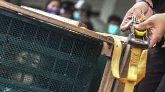 Petugas BBKSDA Sumatera Utara dibantu petugas kargo menurunkan kandang orangutan disaat Repatriasi Orangutan Sumatra (Pongo abelii) dari Malaysia ke Indonesia, di Terminal Kargo Bandara Kualanamu Deli Serdang, Sumatera Utara, Jumat (18/12/2020). [ANTARA FOTO/Rony Muharrman]