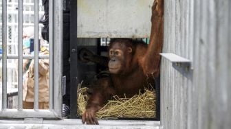 9 Ekor Orangutan Sumatera Menjalani Karantina di Sumut