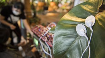 Warga memainkan nada dari daun dalam pertunjukan musik untuk tanaman di Galeri Flora Indonesia, Dusun Bambu, Cisarua, Kabupaten Bandung Barat, Jawa Barat, Sabtu (19/12/2020). [ANTARA FOTO/M Agung Rajasa]