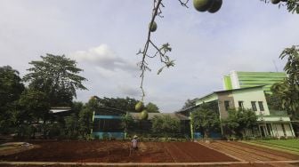 Pekerja merawat tanaman di Agro Edukasi Wisata Ragunan, Jakarta, Sabtu (19/12/2020). [Suara.com/Angga Budhiyanto] 