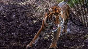 Firdaus Tewas Diterkam Harimau Saat Istirahat Kerja di Hutan Muaro Jambi