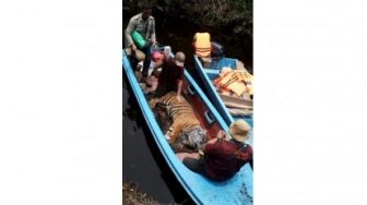 Harimau Corina Korban Jeratan Dilepasliarkan