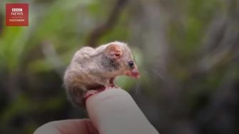 Spesies Posum Terkecil di Dunia Ditemukan Kembali di Australia