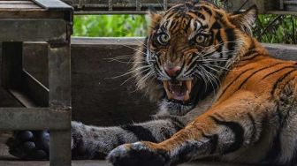 BKSDA Sumbar Terus Buru Harimau Sumatera yang Kerap Berkeliaran di Pemukiman Warga Agam